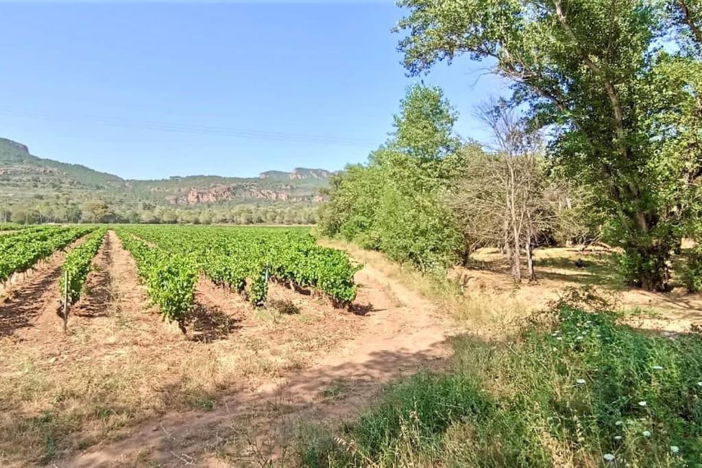 Superbe Villa Cadre Campagne Roquebrune-sur Argens Ngoại thất bức ảnh
